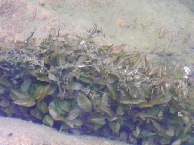 Piante acquatiche!!